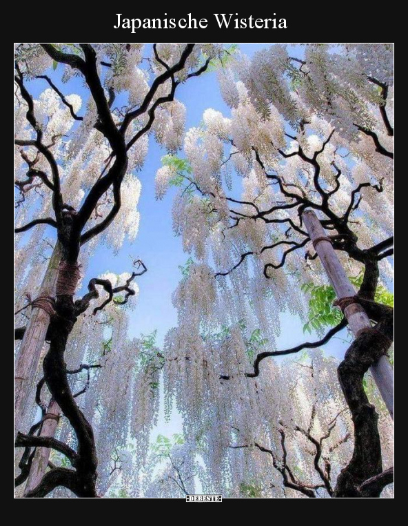 Japanische Wisteria