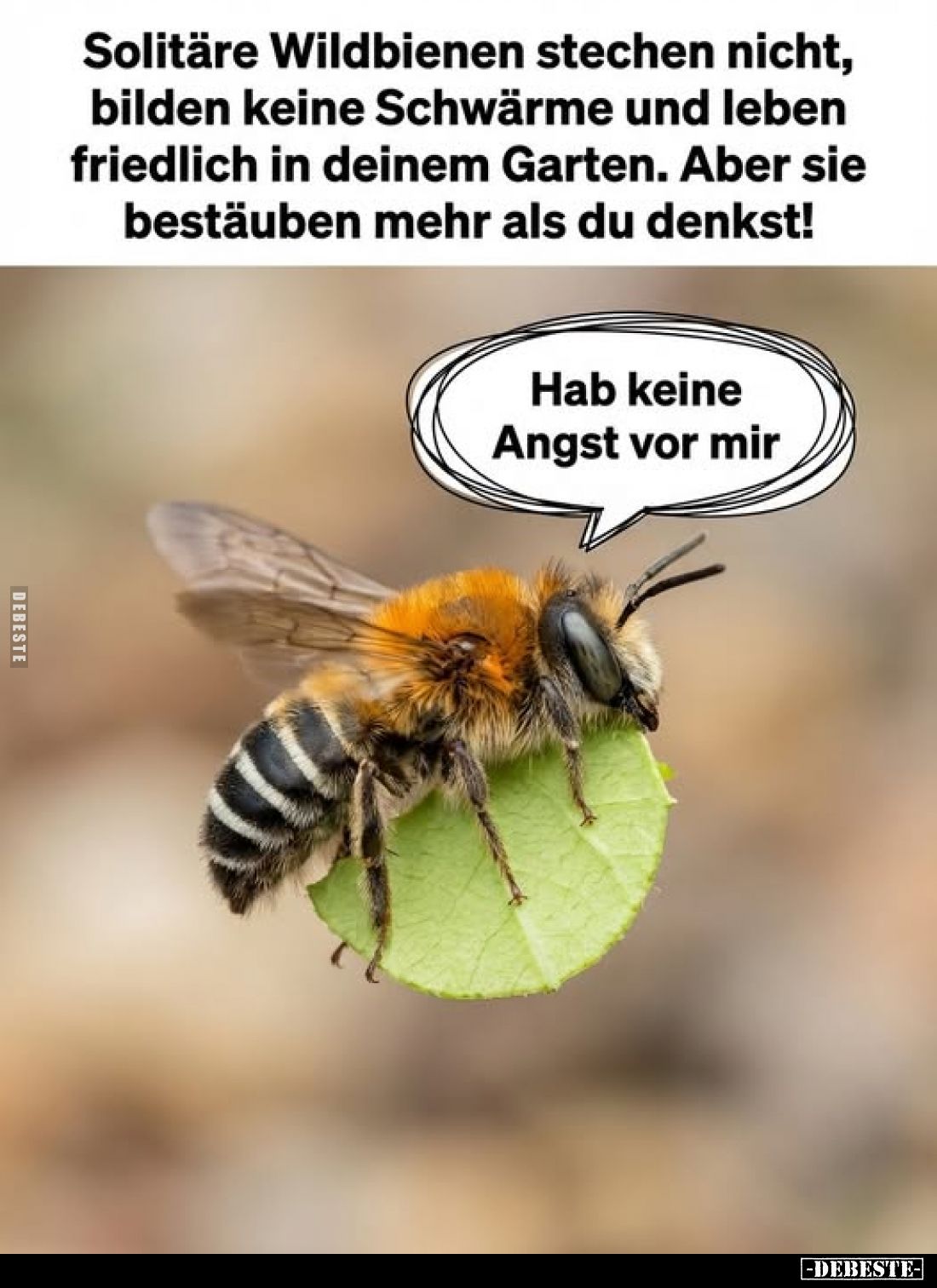 Solitäre Wildbienen stechen nicht, bilden keine Schwärme und leben friedlich in deinem Garten. Aber sie bestäuben mehr als du...