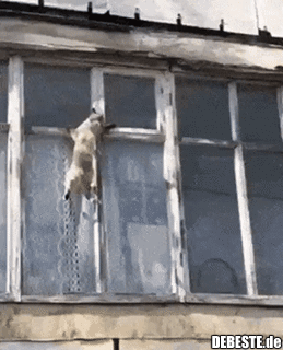 Mission-Impossible-Kätzchen..