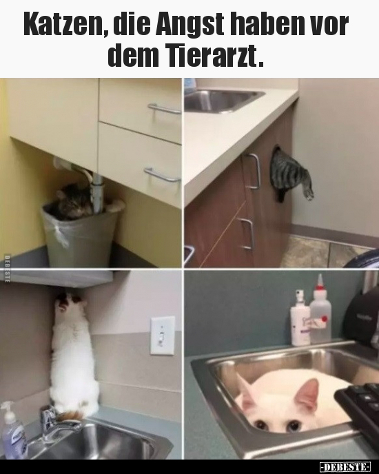 Katzen, die Angst haben vor dem Tierarzt... - Lustige Bilder | DEBESTE.de