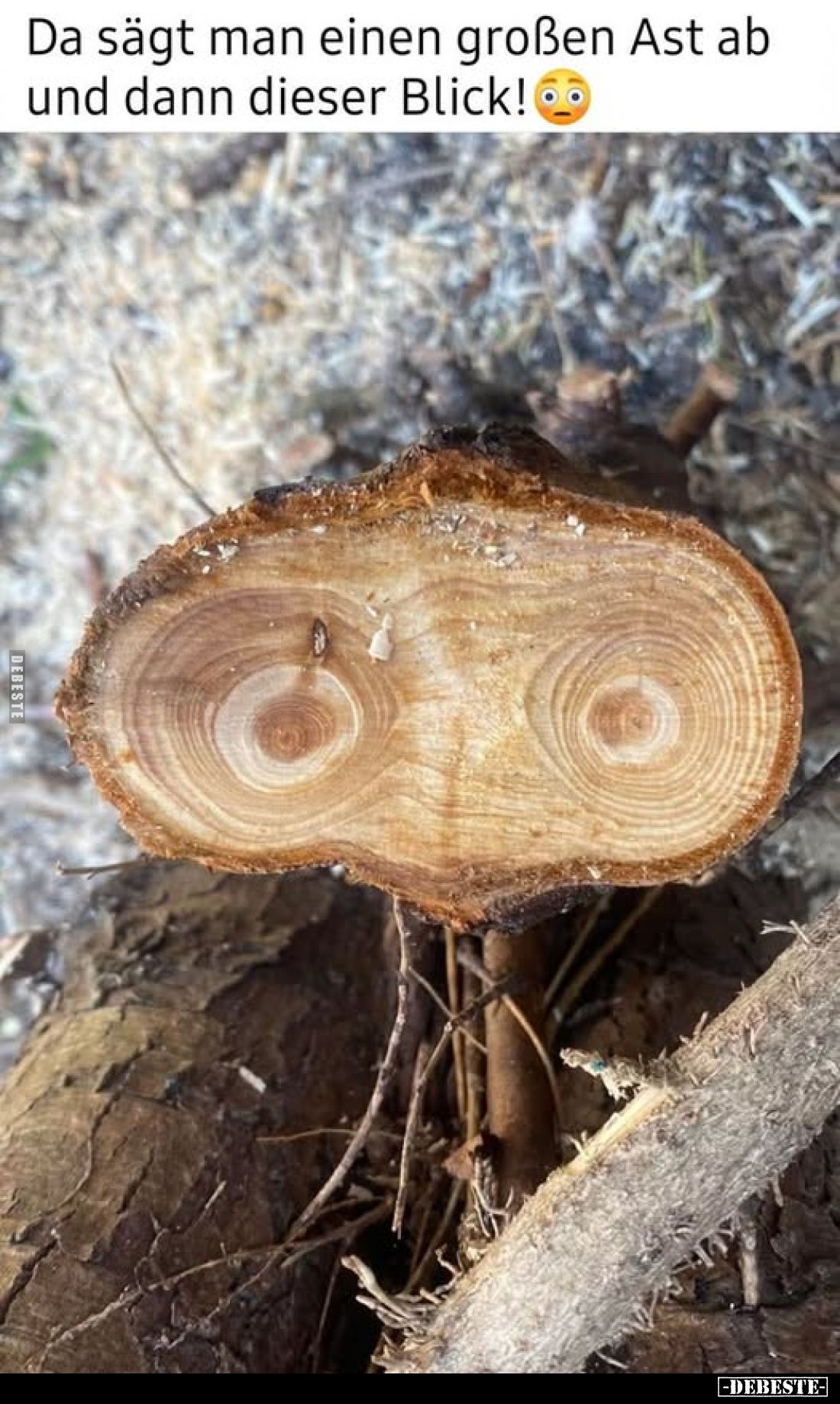 Da sägt man einen großen Ast ab und dann dieser Blick!