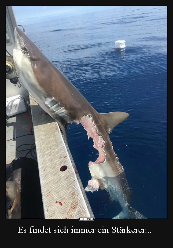 Es findet sich immer ein Stärkerer...