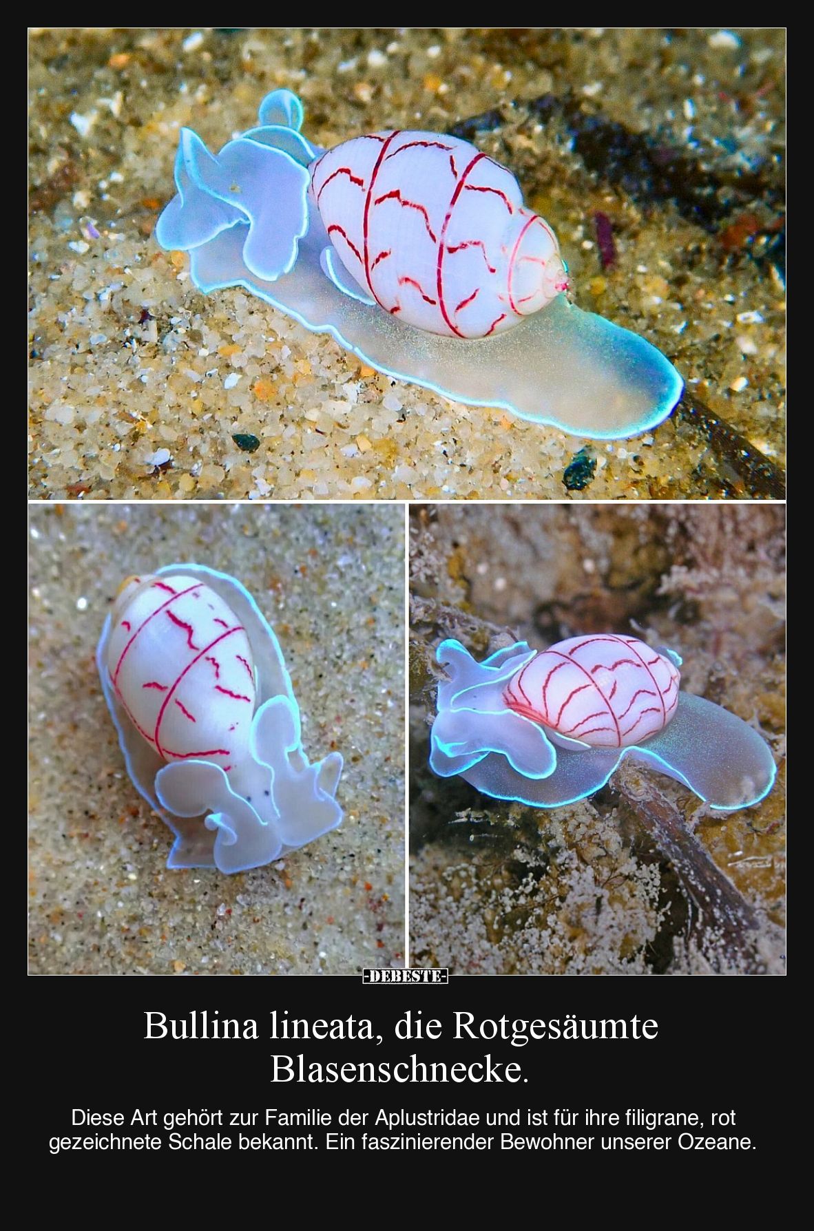 Bullina lineata, die Rotgesäumte Blasenschnecke.

 Diese Art gehört zur Familie der Aplustridae und ist für ihre filigrane,...