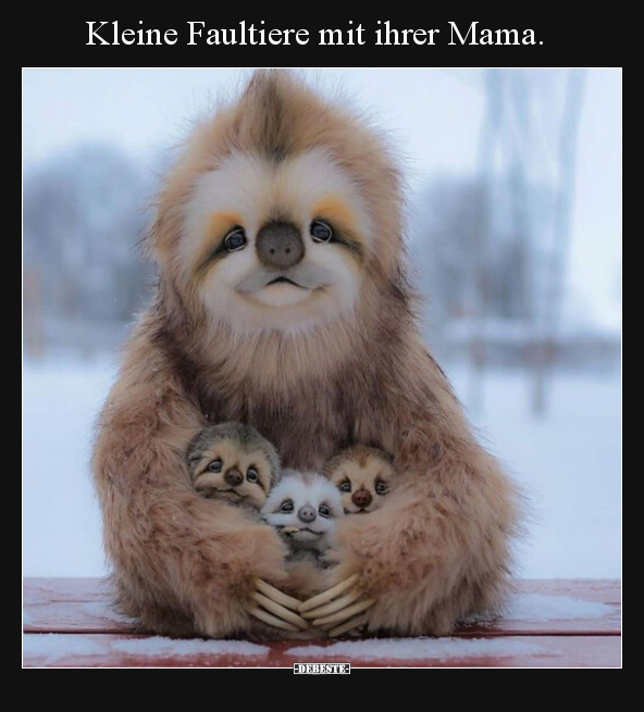 Kleine Faultiere mit ihrer Mama... - Lustige Bilder | DEBESTE.de