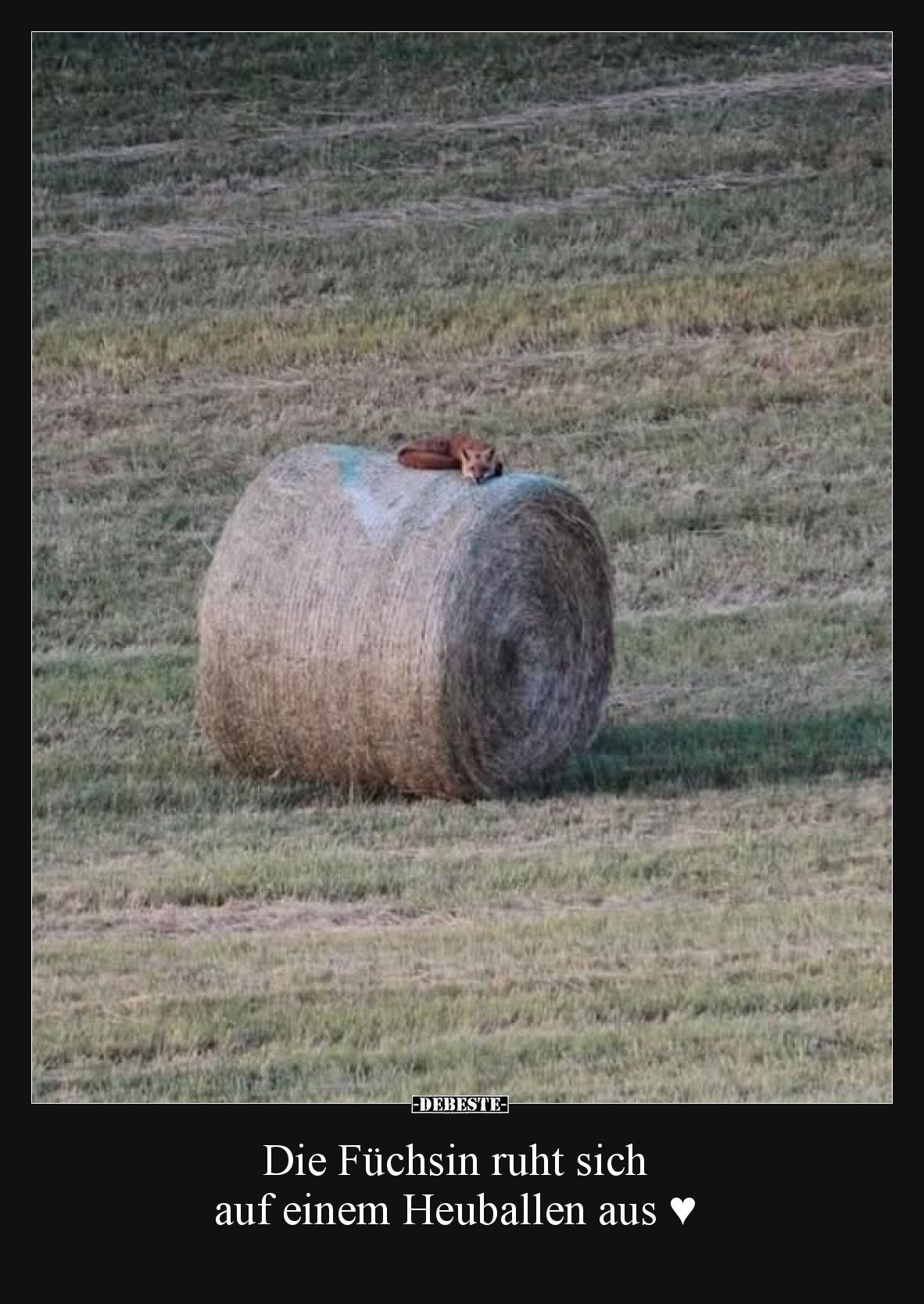 Die Füchsin ruht sich auf einem Heuballen aus.