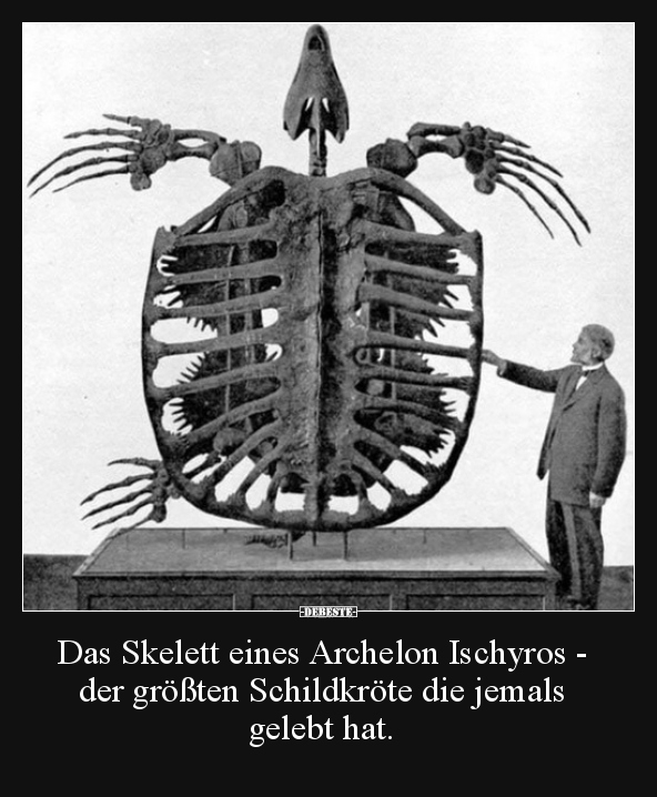 Das Skelett eines Archelon Ischyros - der größten.. - Lustige Bilder | DEBESTE.de