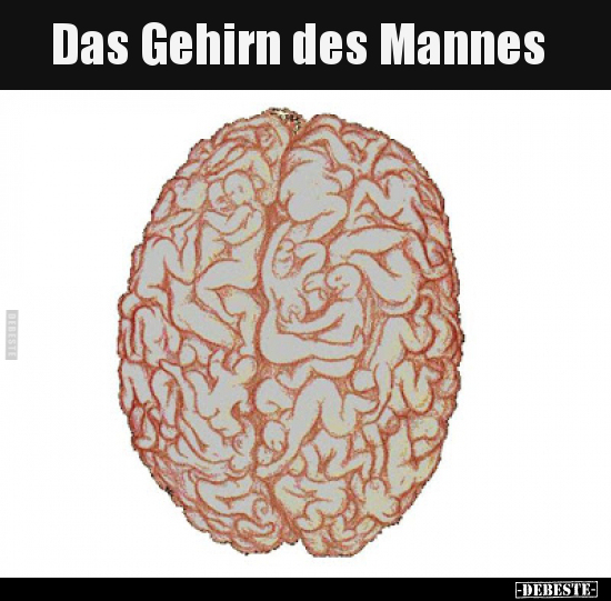 Das Gehirn des Mannes.. - Lustige Bilder | DEBESTE.de
