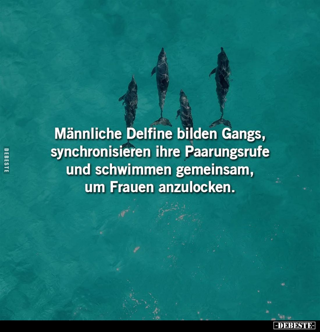 Männliche Delfine bilden Gangs, synchronisieren ihre Paarungsrufe und schwimmen gemeinsam, um Frauen anzulocken.