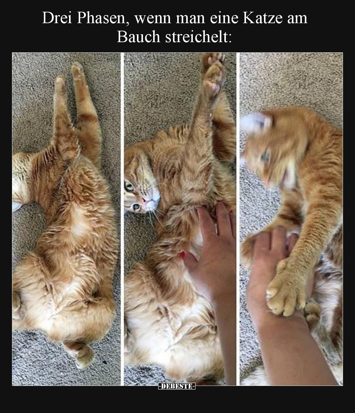 Drei Phasen, wenn man eine Katze am Bauch streichelt: