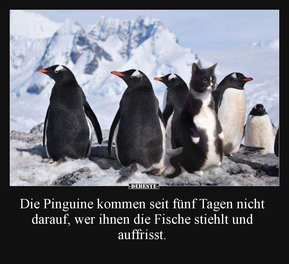 Die Pinguine kommen seit fünf Tagen nicht darauf, wer ihnen die Fische stiehlt und auffrisst.