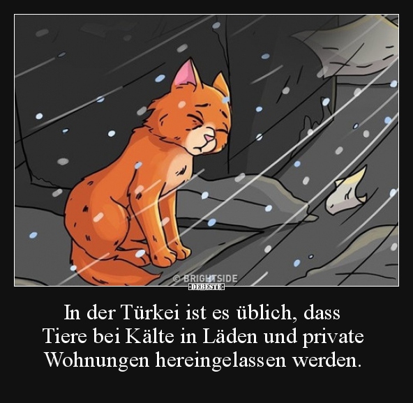 In der Türkei ist es üblich, dass Tiere bei Kälte in.. - Lustige Bilder | DEBESTE.de