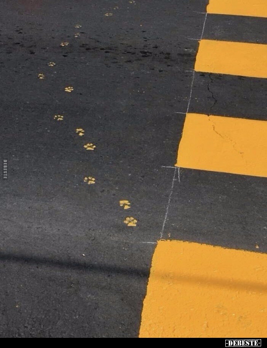 Katze macht Katzensachen..