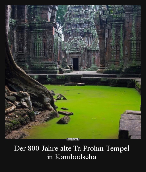 Der 800 Jahre alte Ta Prohm Tempel in Kambodscha..