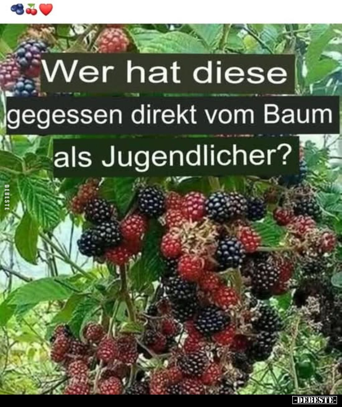 Wer hat diese
gegessen direkt vom Baum als Jugendlicher?