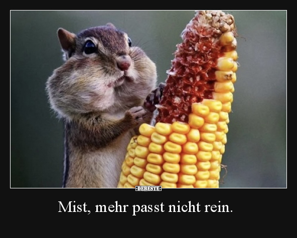 Mist, mehr passt nicht rein...