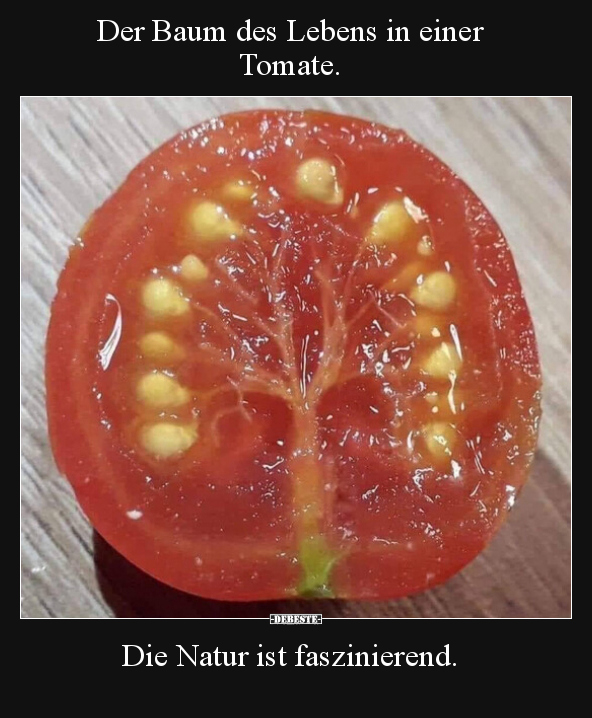 Der Baum des Lebens in einer Tomate., - Lustige Bilder | DEBESTE.de