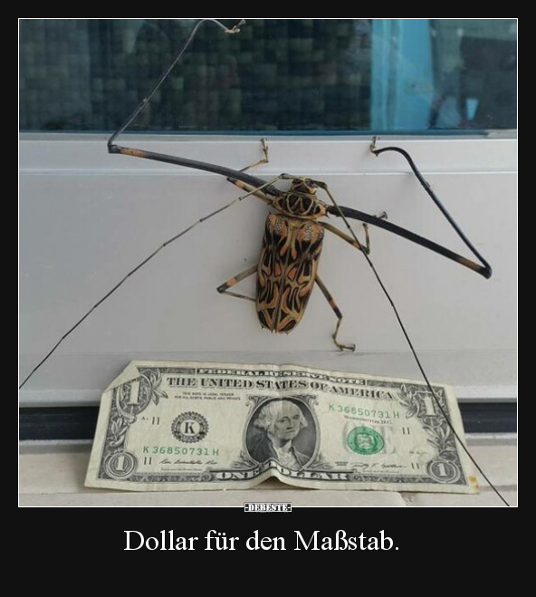 Dollar für den Maßstab.