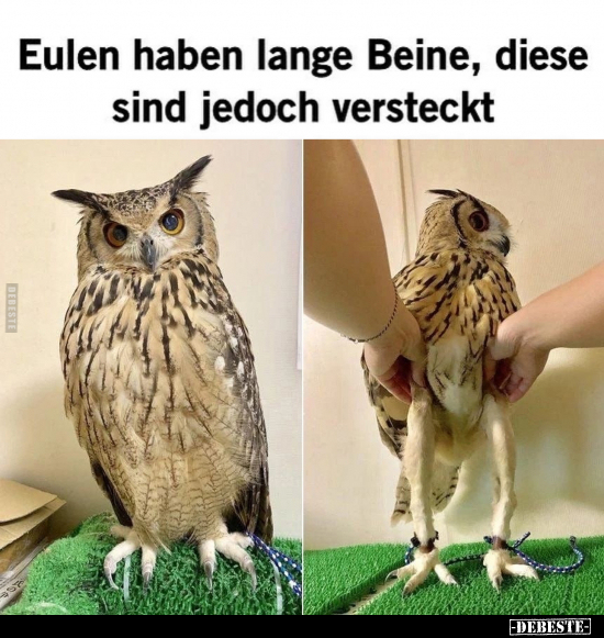 Eulen haben lange Beine, diese sind jedoch versteckt... - Lustige Bilder | DEBESTE.de