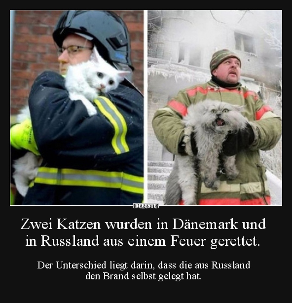 Zwei Katzen wurden in Dänemark und in Russland aus einem.. - Lustige Bilder | DEBESTE.de