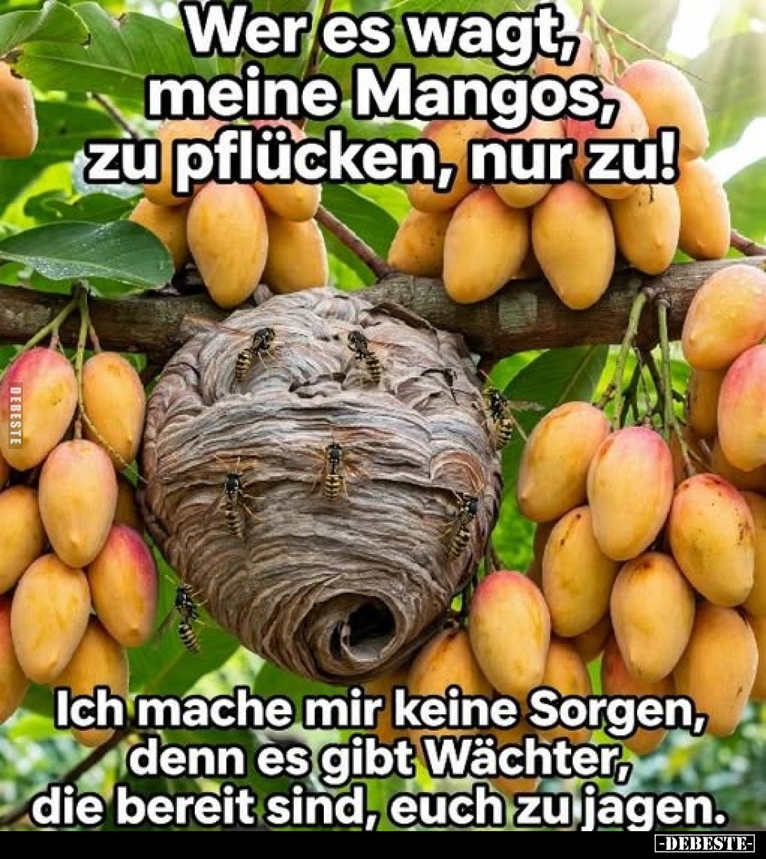 Wer es wagt, meine Mangos, zu pflücken, nur zu!
Ich mache mir keine Sorgen, denn es gibt Wächter, die bereit sind, euch zu j...
