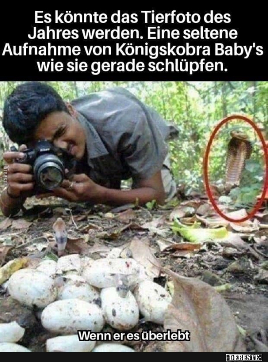 Es könnte das Tierfoto des Jahres werden.. - Lustige Bilder | DEBESTE.de