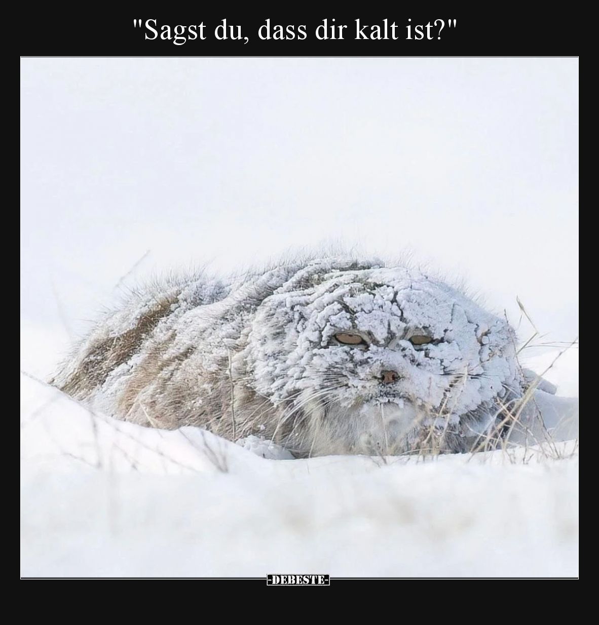 Sagst du, dass dir kalt ist?