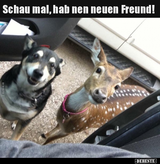 Schau mal, hab nen neuen Freund!.. - Lustige Bilder | DEBESTE.de