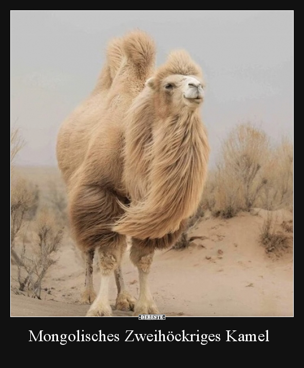 Mongolisches Zweihöckriges Kamel - Lustige Bilder | DEBESTE.de