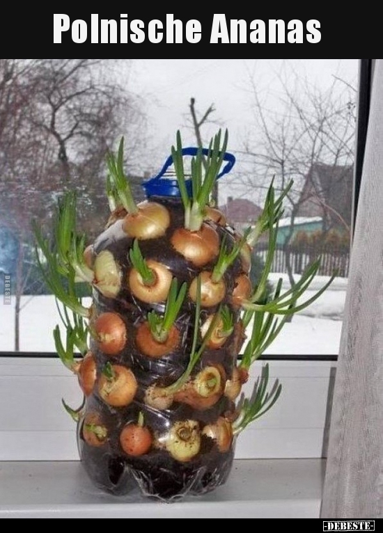Polnische Ananas.. - Lustige Bilder | DEBESTE.de