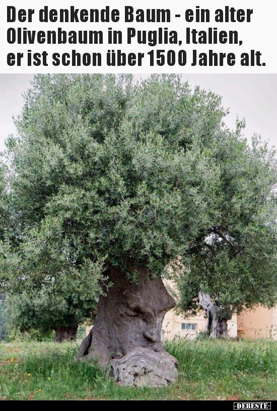Der denkende Baum - ein alter Olivenbaum in Puglia.. - Lustige Bilder | DEBESTE.de
