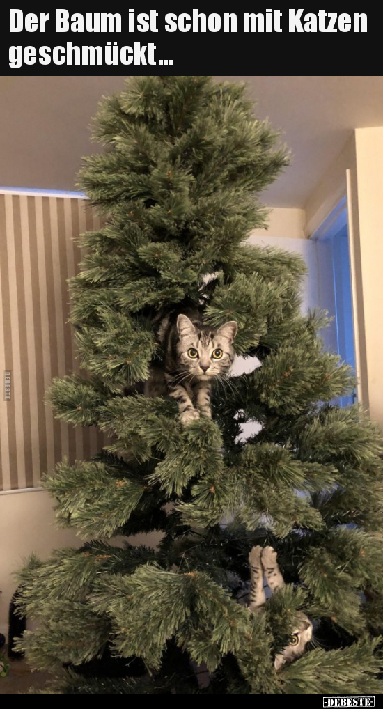 Der Baum ist schon mit Katzen geschmückt... - Lustige Bilder | DEBESTE.de