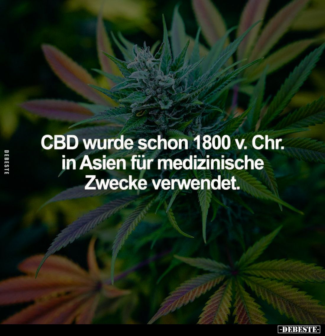 CBD wurde schon 1800 v. Chr.... - Lustige Bilder | DEBESTE.de