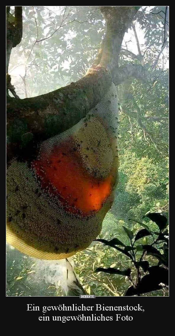 Ein gewöhnlicher Bienenstock, ein ungewöhnliches Foto..