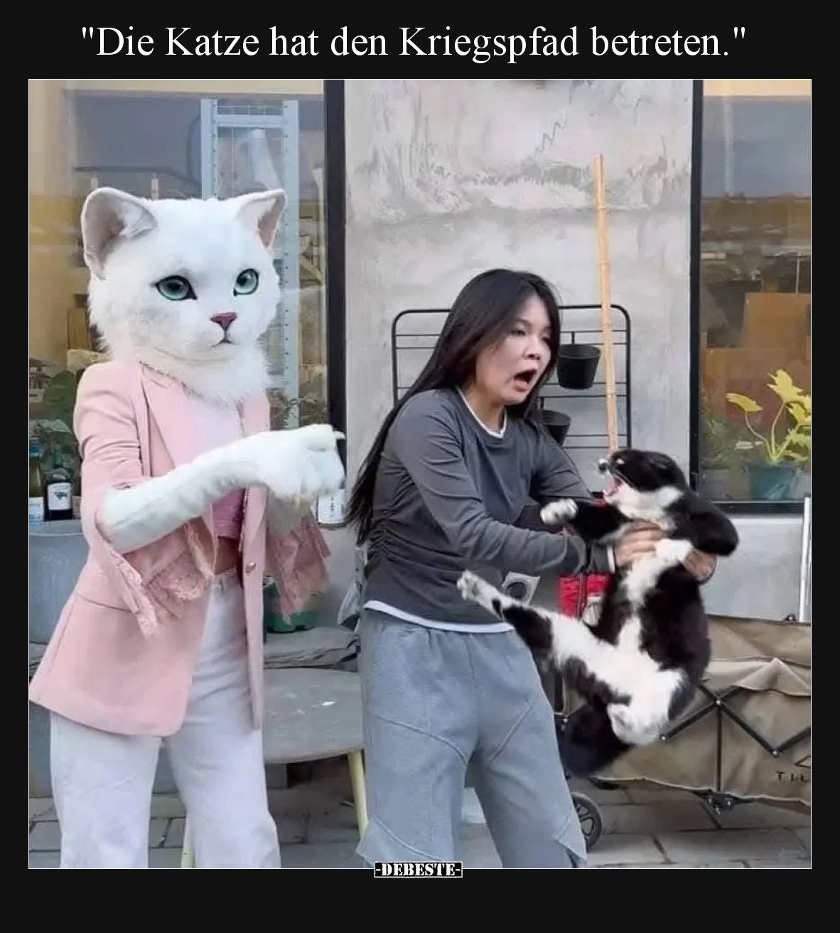 Die Katze hat den Kriegspfad betreten.