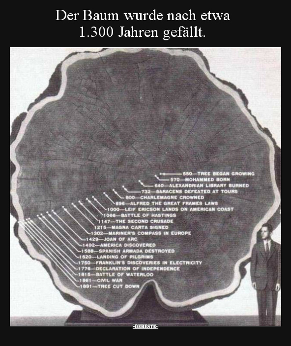 Der Baum wurde nach etwa 1.300 Jahren gefällt... - Lustige Bilder | DEBESTE.de