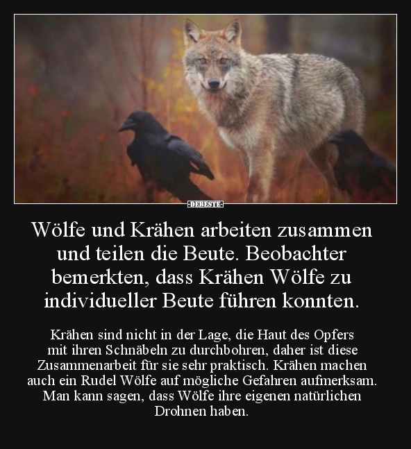 Wölfe und Krähen arbeiten zusammen und teilen die Beute... - Lustige Bilder | DEBESTE.de