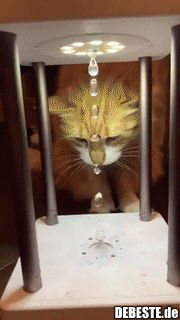 Katze vs. Antigravitation Wassertropfen.. - Lustige Bilder | DEBESTE.de