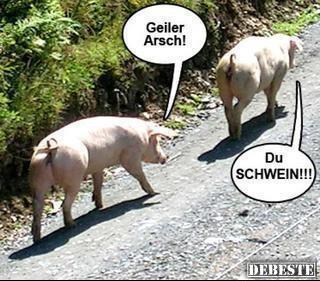 Schweine unter sich - Lustige Bilder | DEBESTE.de