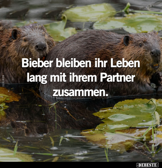 Bieber bleiben ihr Leben lang mit ihrem Partner zusammen.. - Lustige Bilder | DEBESTE.de