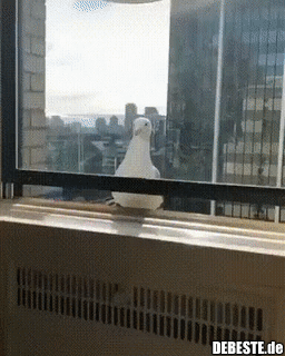 Wenn du denkst du könntest eine Möwe an ihre Grenzen bringen...