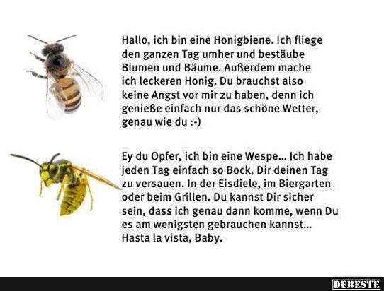 Hallo, ich bin eine Honigbiene.. - Lustige Bilder | DEBESTE.de