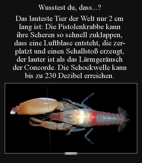Wusstest du, dass...? Das lauteste Tier der Welt nur 2 cm.. - Lustige Bilder | DEBESTE.de