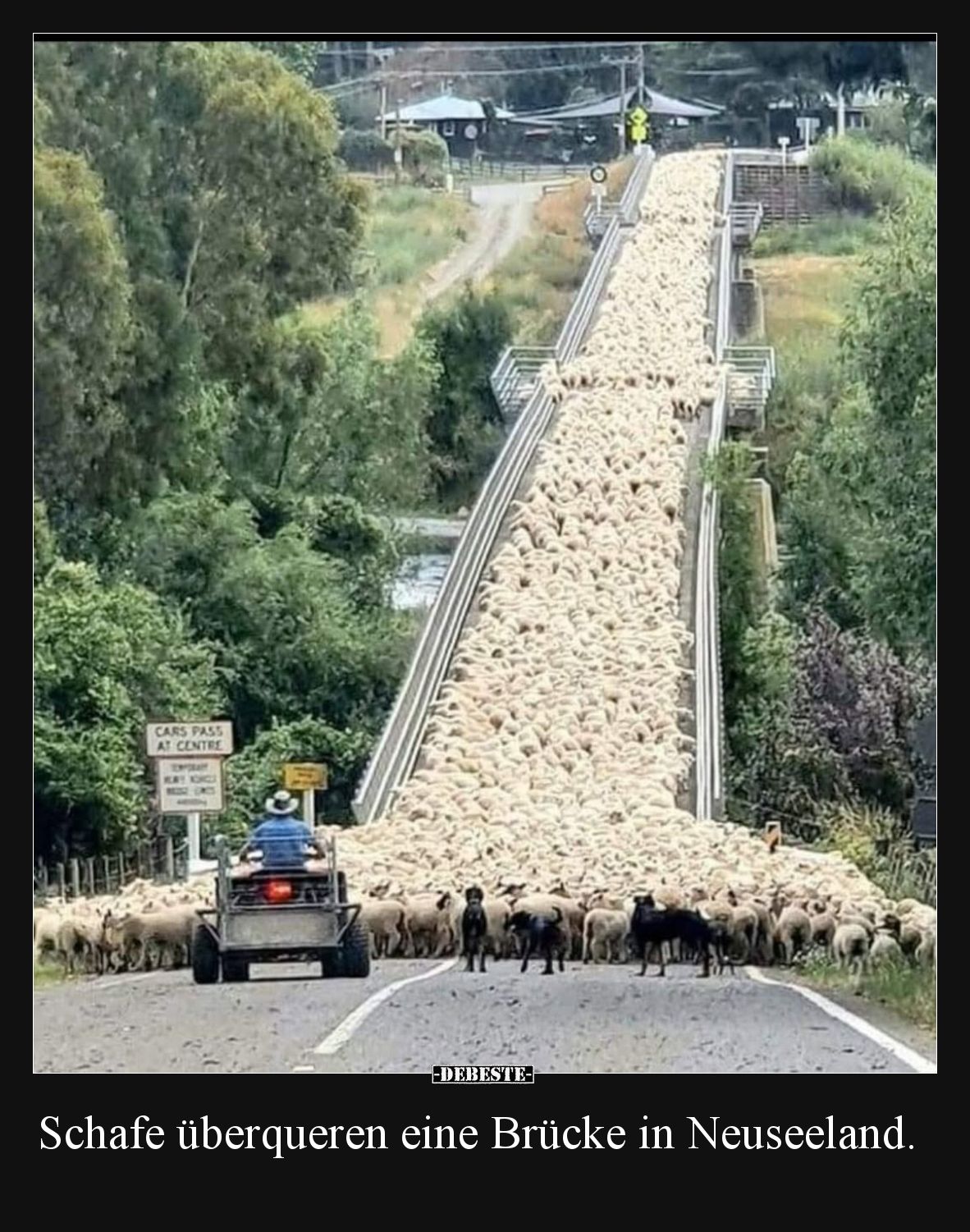Schafe überqueren eine Brücke in Neuseeland... - Lustige Bilder | DEBESTE.de