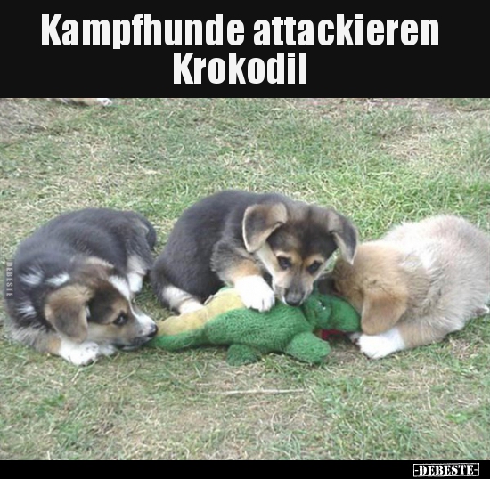 Kampfhunde attackieren Krokodil.. - Lustige Bilder | DEBESTE.de