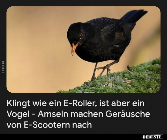 Klingt wie ein E-Roller, ist aber ein Vogel.. - Lustige Bilder | DEBESTE.de