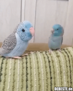 Irgendwie steif der Neue..