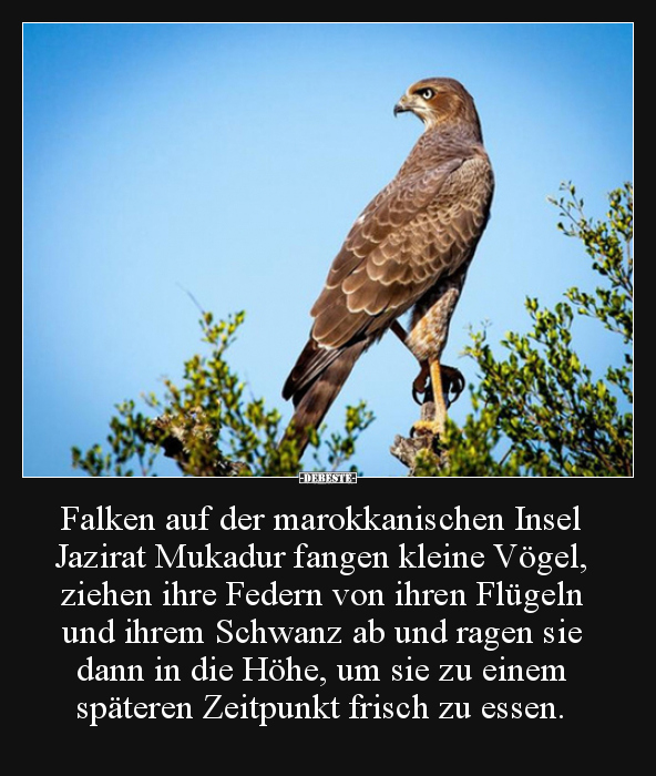 Falken auf der marokkanischen Insel Jazirat Mukadur fangen.. - Lustige Bilder | DEBESTE.de