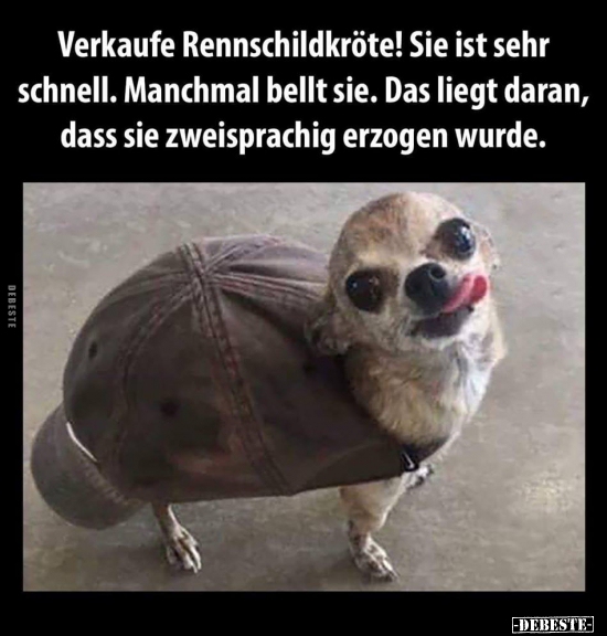 Verkaufe Rennschildkröte! Sie ist sehr schnell.. - Lustige Bilder | DEBESTE.de