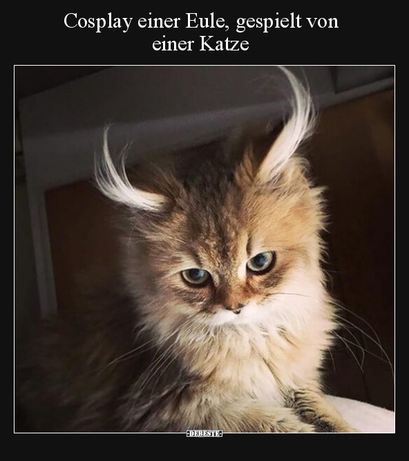 Cosplay einer Eule, gespielt von einer Katze.. - Lustige Bilder | DEBESTE.de