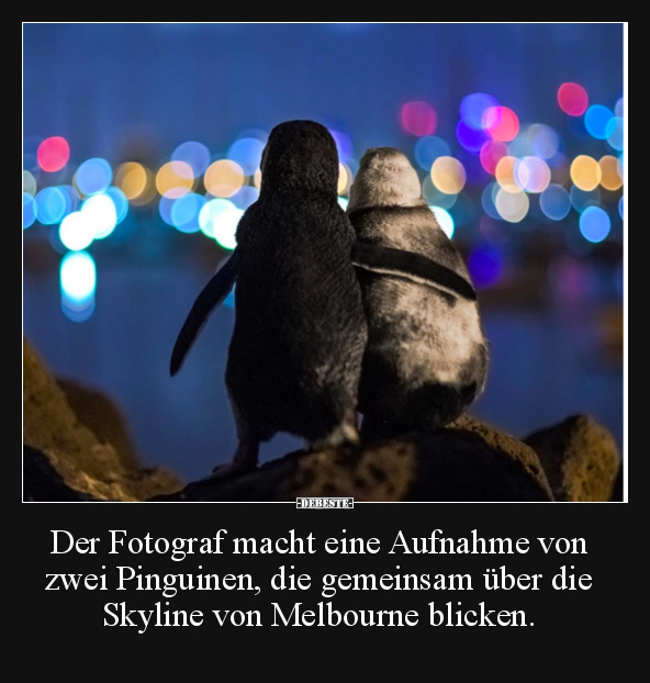 Der Fotograf macht eine Aufnahme von zwei Pinguinen.. - Lustige Bilder | DEBESTE.de